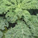 Forget milk and oranges! This herb is a natural powerhouse for calcium and Vitamin C |