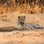 Leopard kills 5-yr-old girl in Maharashtra village | India News