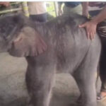 Baby elephant rescued from floodwaters after heartbreaking rejection by mother: IFS officer shares emotional video | Watch |
